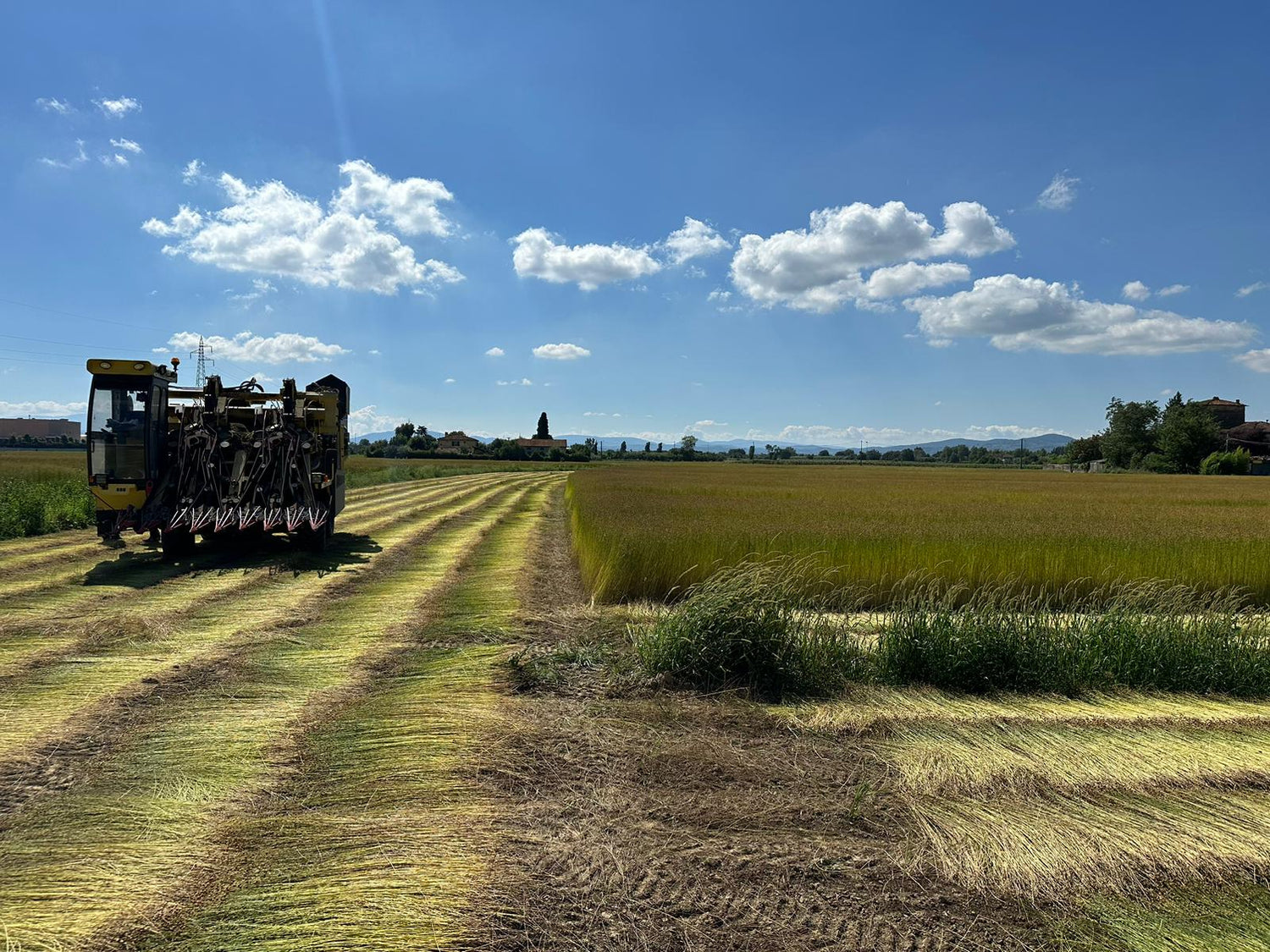 Reifer Flachs auf dem Feld wird von einer Erntemaschine abgeerntet